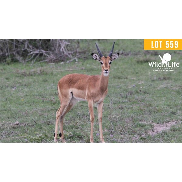 1.0 Yearling Impala