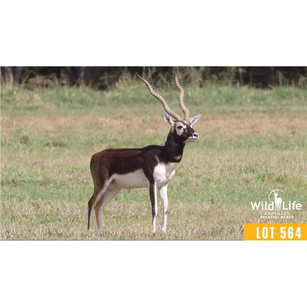 1.0 Mature 18"+ Blackbuck