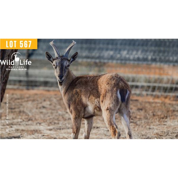 2.0 Yearling Markhor