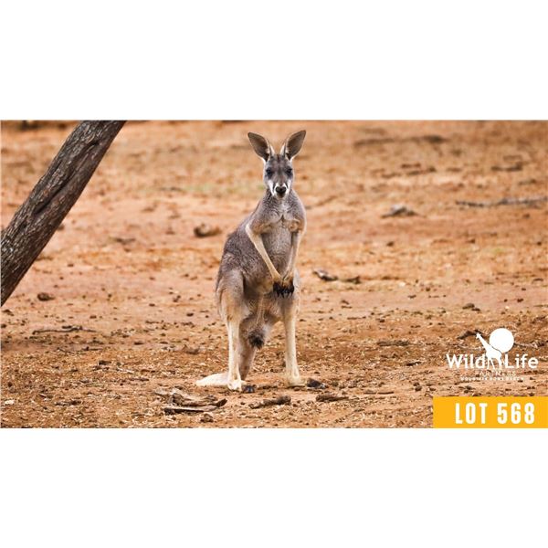 0.2 Yearling Kangaroo