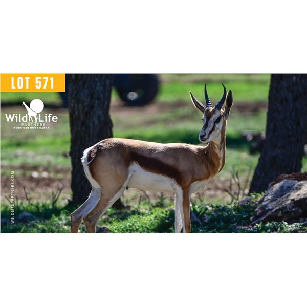 1.0 Yearling Springbok