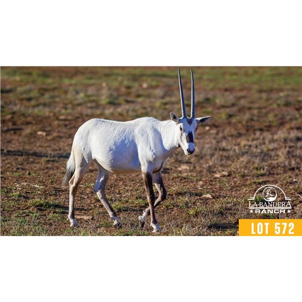 0.2 Yearling Arabian Oryx