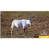 Image 1 : 0.2 Yearling Arabian Oryx