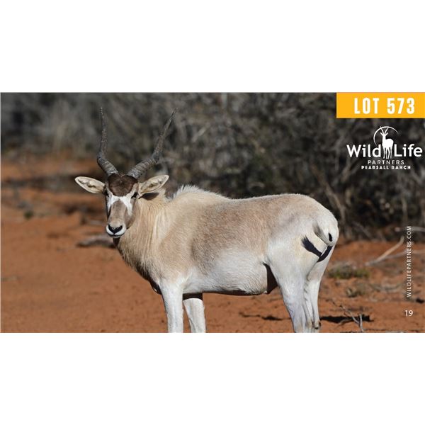 2.0 Yearling Addax