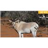 Image 1 : 2.0 Yearling Addax