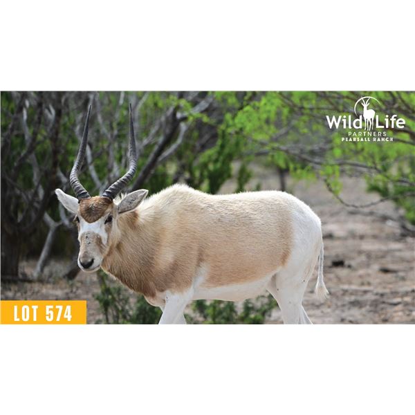 0.2 Yearling Addax