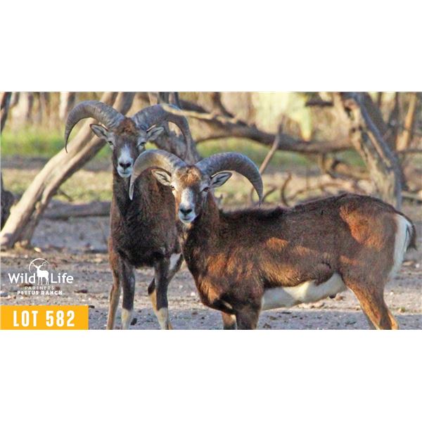 2.0 Yearling Mouflon