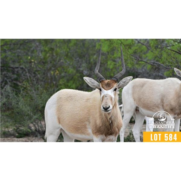 1.1 Yearling Addax