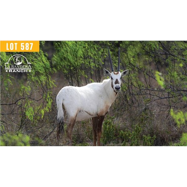 0.2 Yearling Arabian Oryx