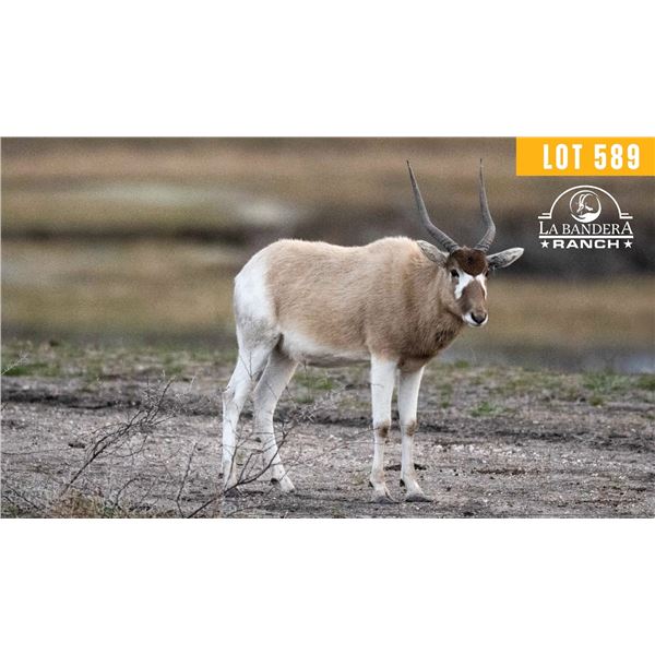 0.1 Yearling Addax