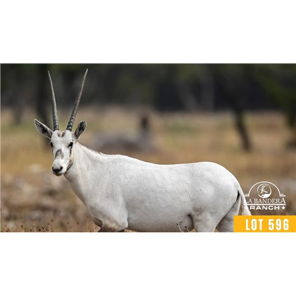 2.0 Yearling Arabian Oryx