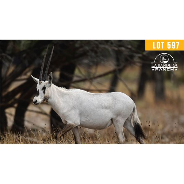 0.2 Yearling Arabian Oryx