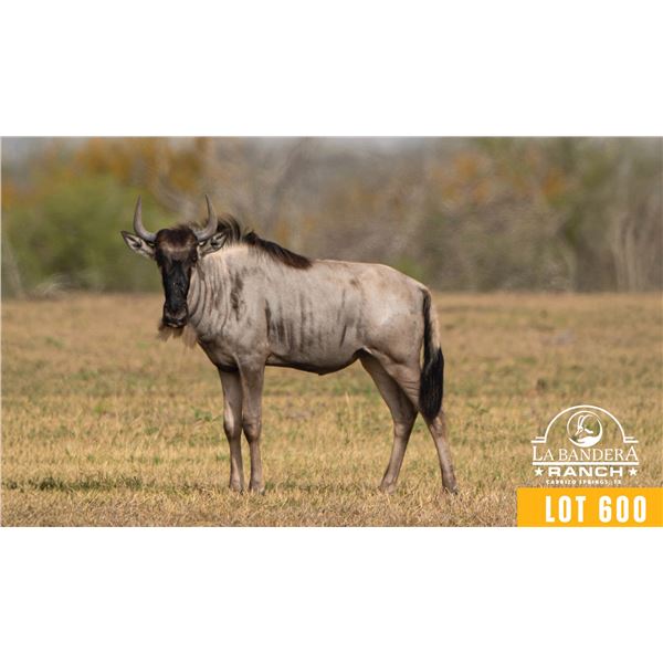 0.2 Yearling White-Bearded Wildebeest