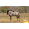 Image 1 : 0.2 Yearling White-Bearded Wildebeest