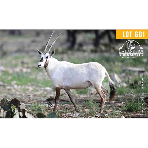 0.2 Yearling Arabian Oryx