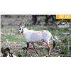 Image 1 : 0.2 Yearling Arabian Oryx
