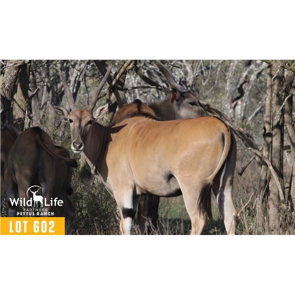 0.2 Mature Exposed Eland