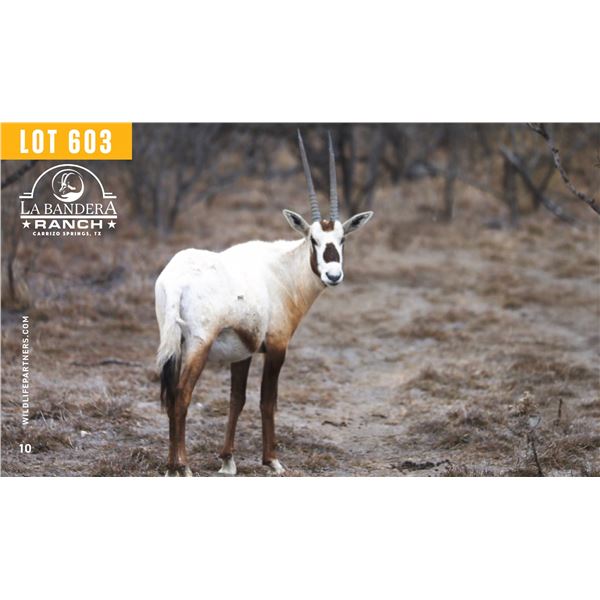 2.0 Yearling Arabian Oryx