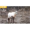 Image 1 : 2.0 Yearling Arabian Oryx