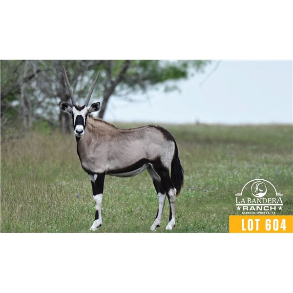0.3 Yearling Gemsbok