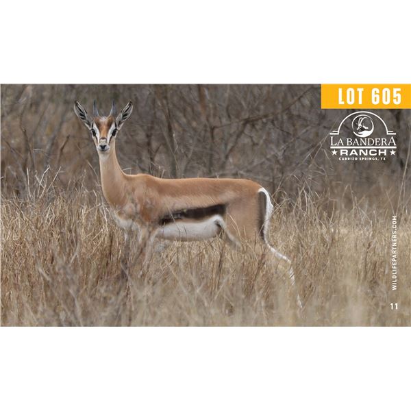 2.0 Yearling Grant's Gazelle