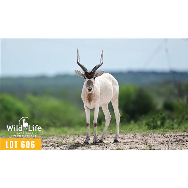 0.2 Yearling Addax