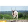 Image 1 : 0.2 Yearling Addax