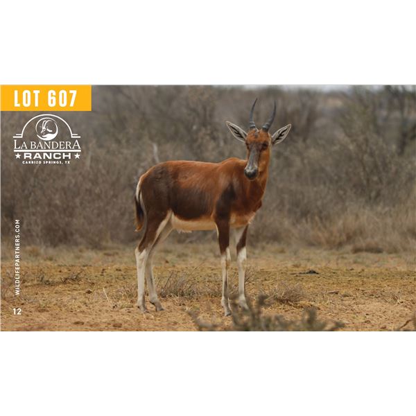 0.2 Yearling Blesbok