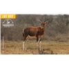 Image 1 : 0.2 Yearling Blesbok