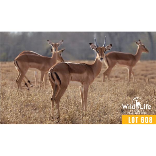 2.0 Yearling Impala