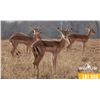 Image 1 : 2.0 Yearling Impala