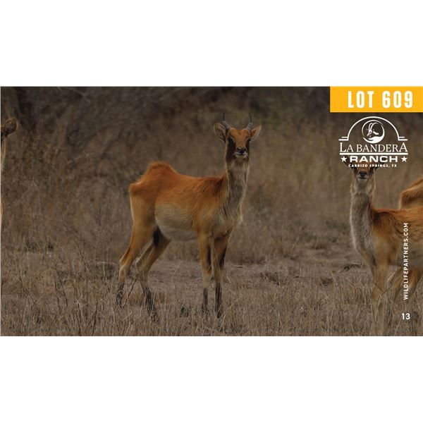 2.0  Yearling Nile Lechwe