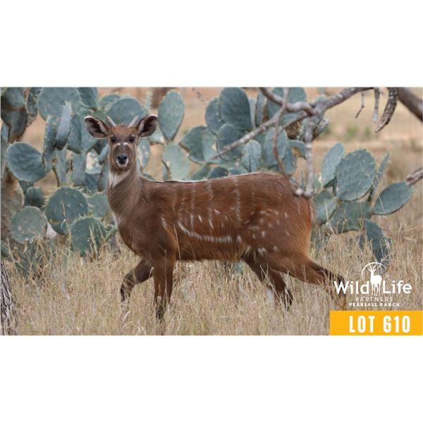 2.0 Yearling Sitatunga