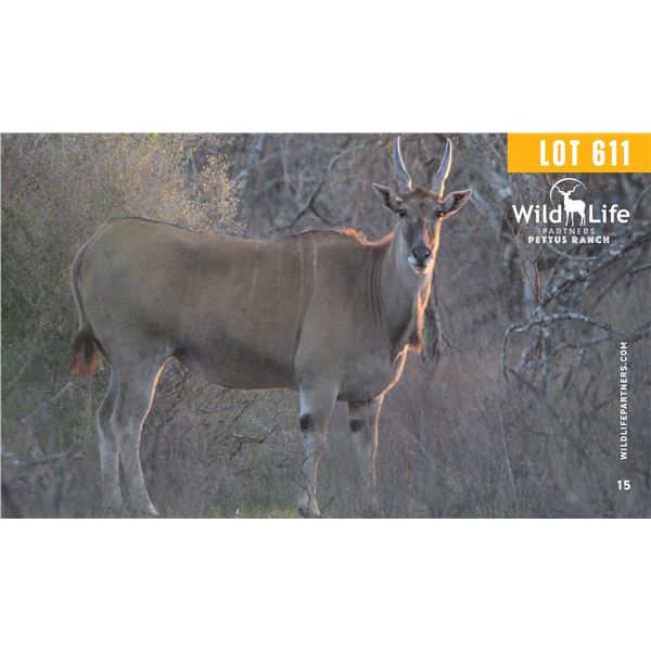 0.2 Mature Eland