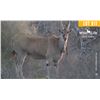 Image 1 : 0.2 Mature Eland