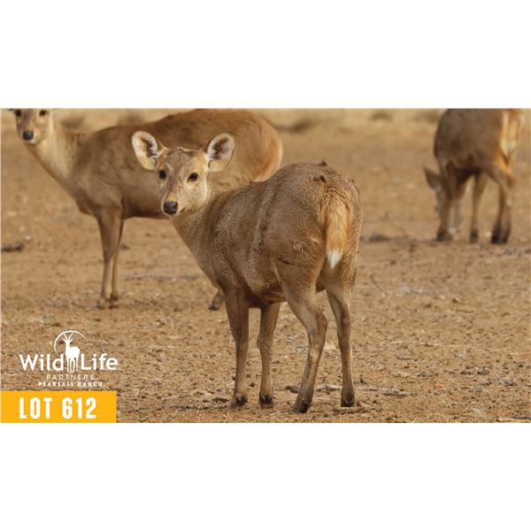 0.3 Two Year Old Hog Deer