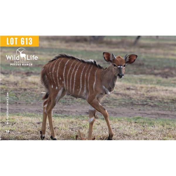 2.0 Yearling Nyala