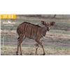 Image 1 : 2.0 Yearling Nyala