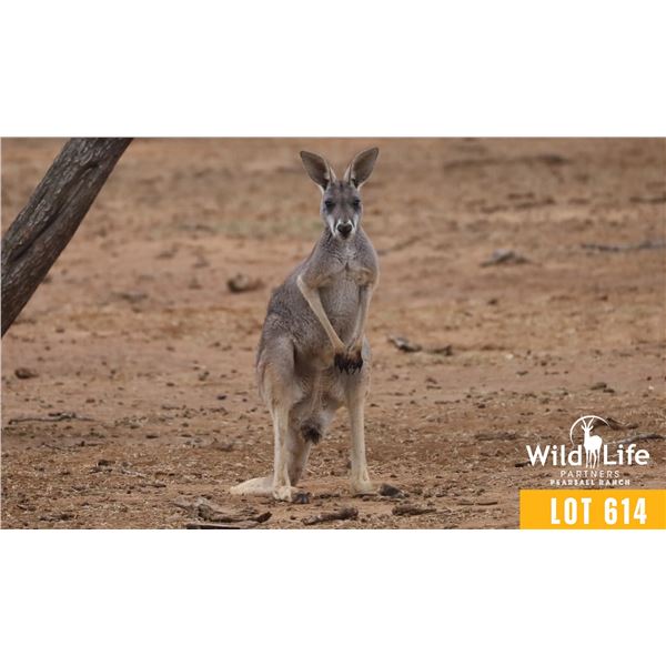 0.2 Two Year Old Kangaroo