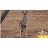 Image 1 : 0.2 Two Year Old Kangaroo