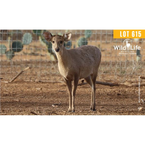 0.3 Three Year Old Hog Deer