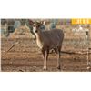 Image 1 : 0.3 Three Year Old Hog Deer