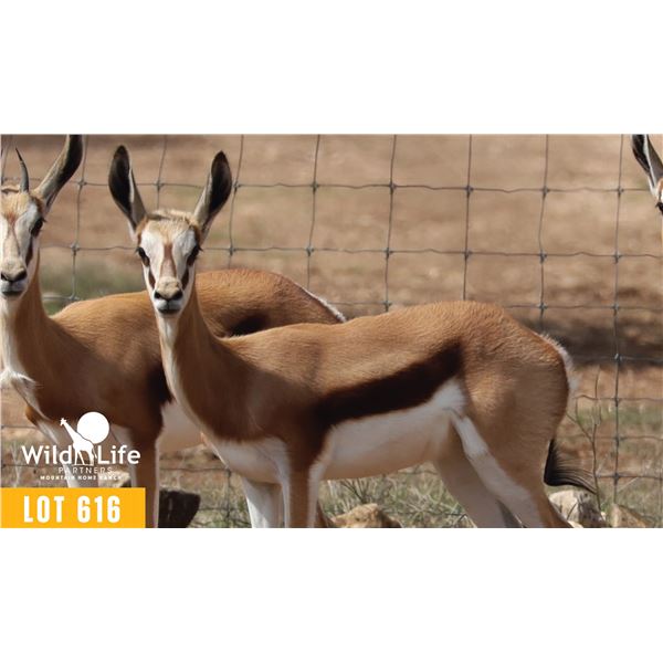 0.1 Yearling Springbok
