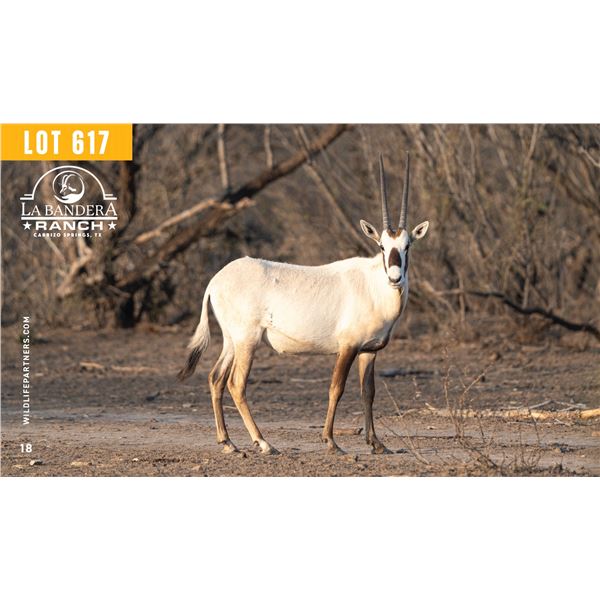 0.2 Yearling Arabian Oryx