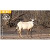 Image 1 : 0.2 Yearling Arabian Oryx