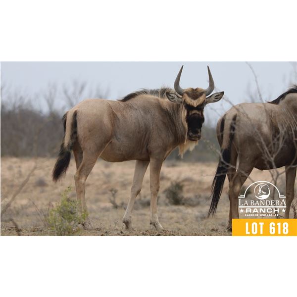 2.0 Yearling White-Bearded Wildebeest