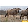 Image 1 : 2.0 Yearling White-Bearded Wildebeest