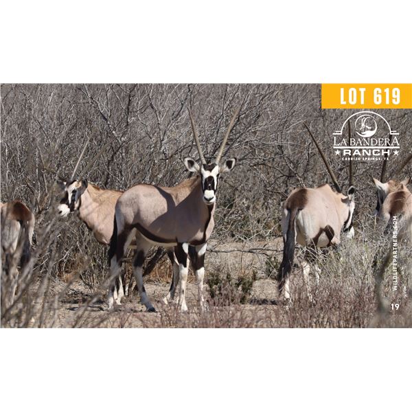 0.2 Yearling Gemsbok