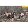 Image 1 : 0.2 Yearling Gemsbok