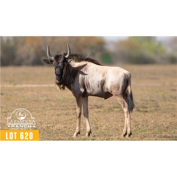 2.0 Yearling White-Bearded Wildebeest